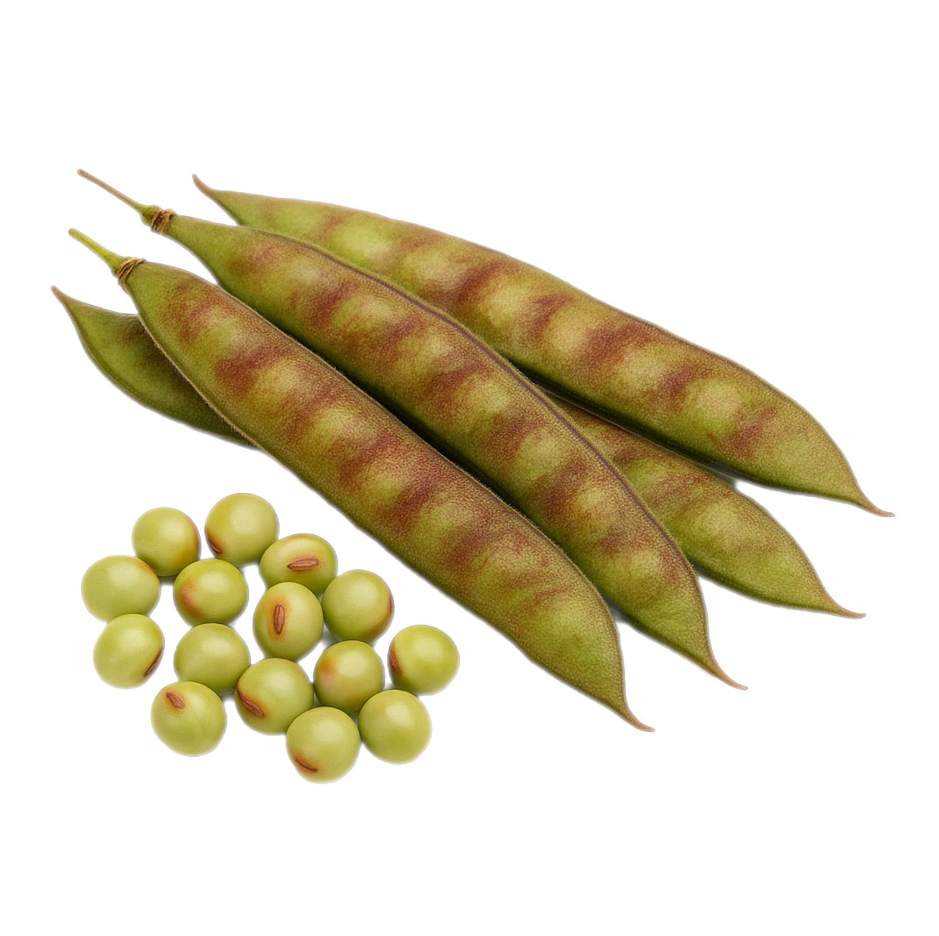 Pigeon Pea Seeds