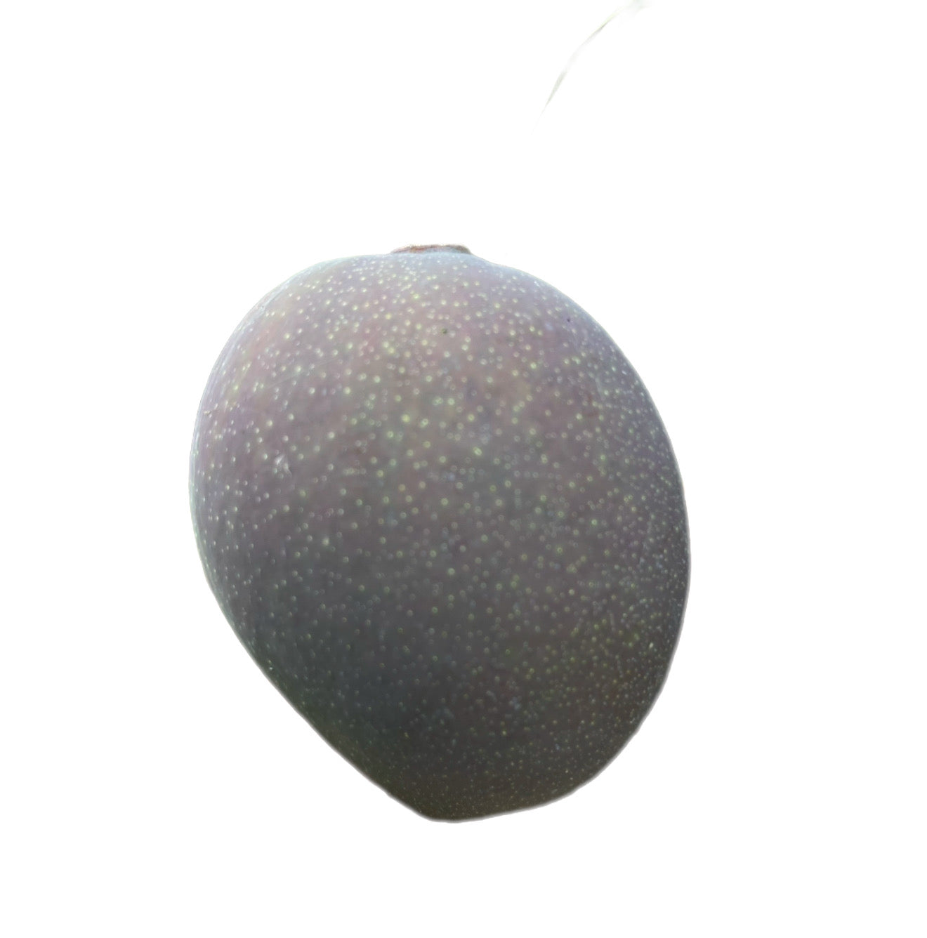 Abriko Mango Seeds-Origin. Haiti