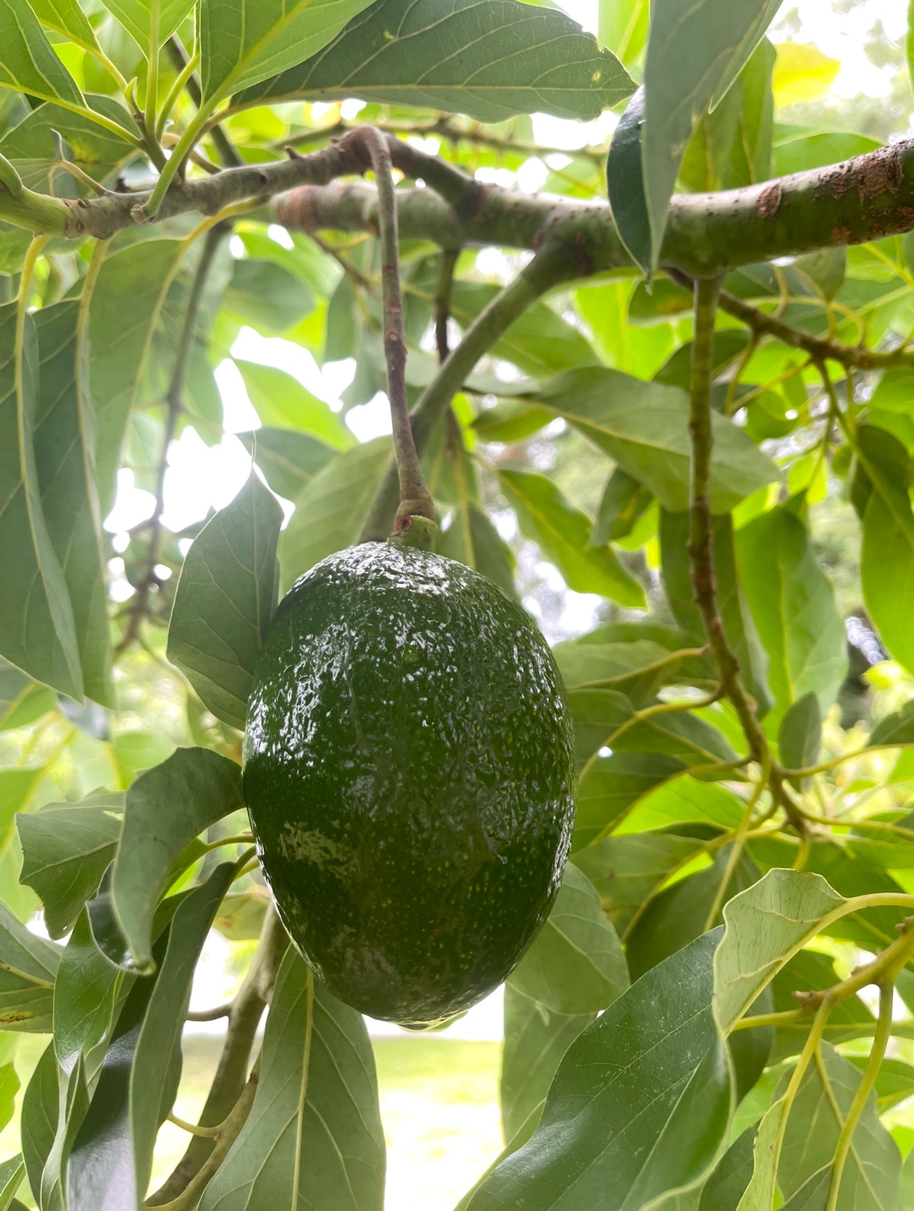 Oro Negro Avocado Seeds – Rare Black Gold Variety