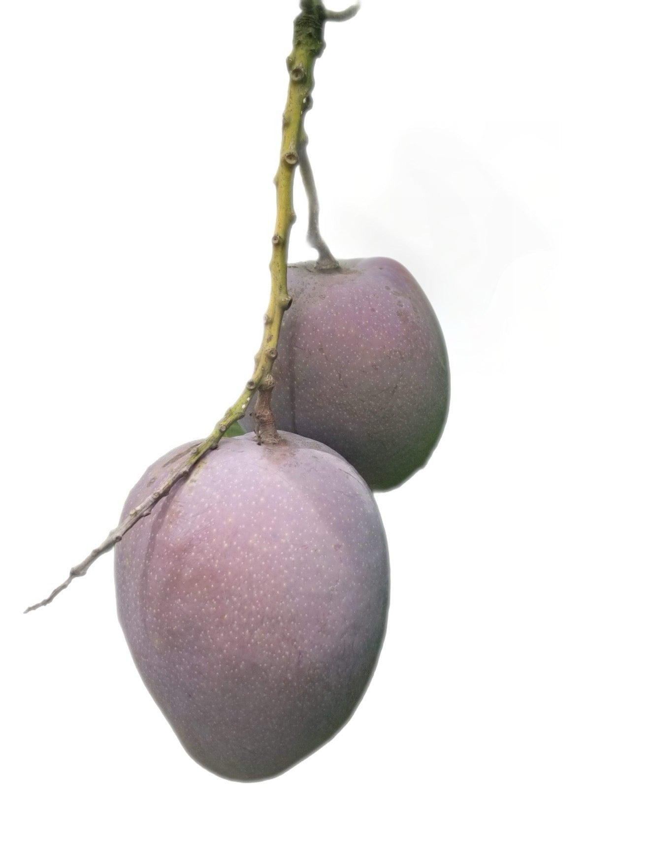Abriko Mango Seeds-Origin. Haiti