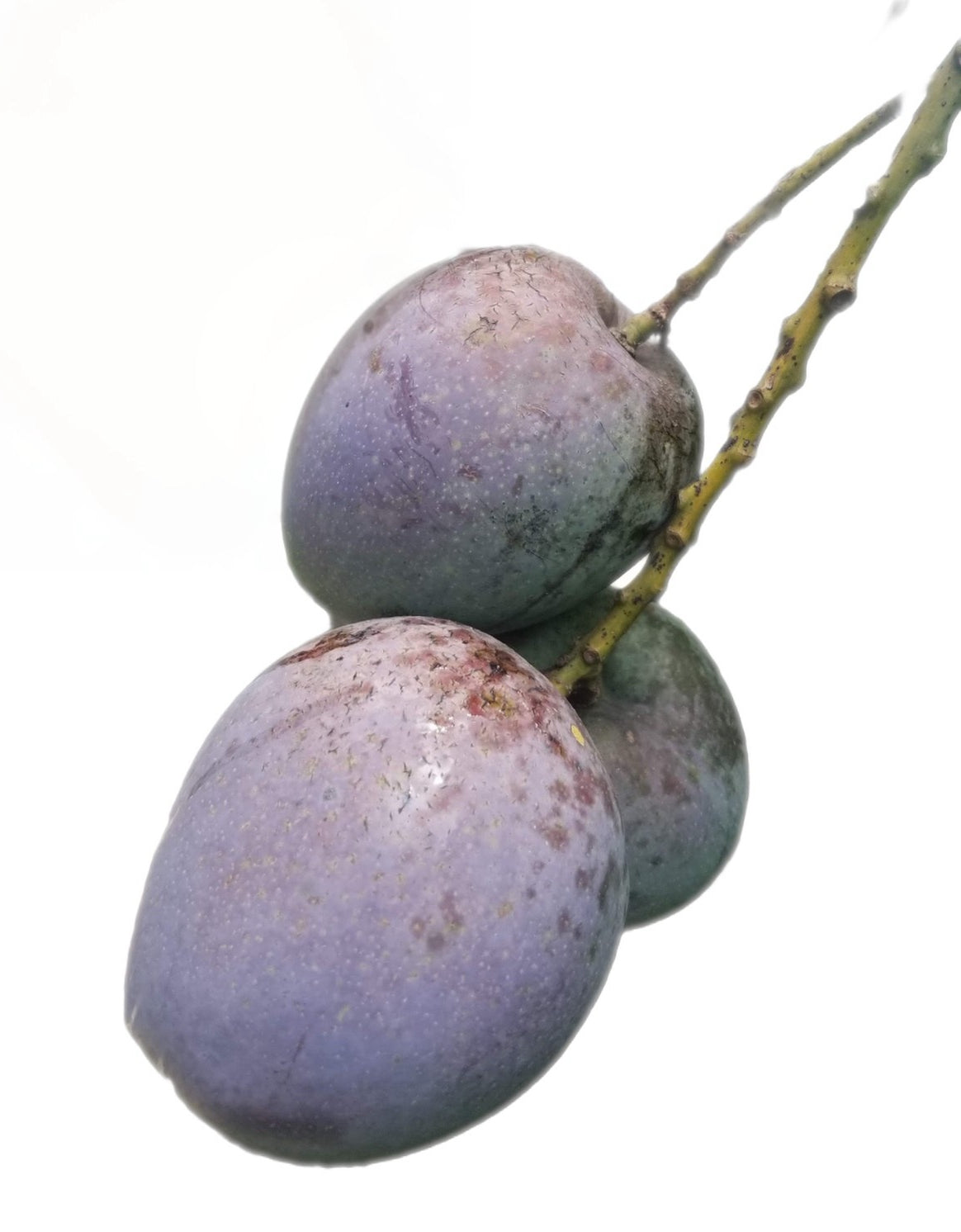 Abriko Mango Seeds-Origin. Haiti