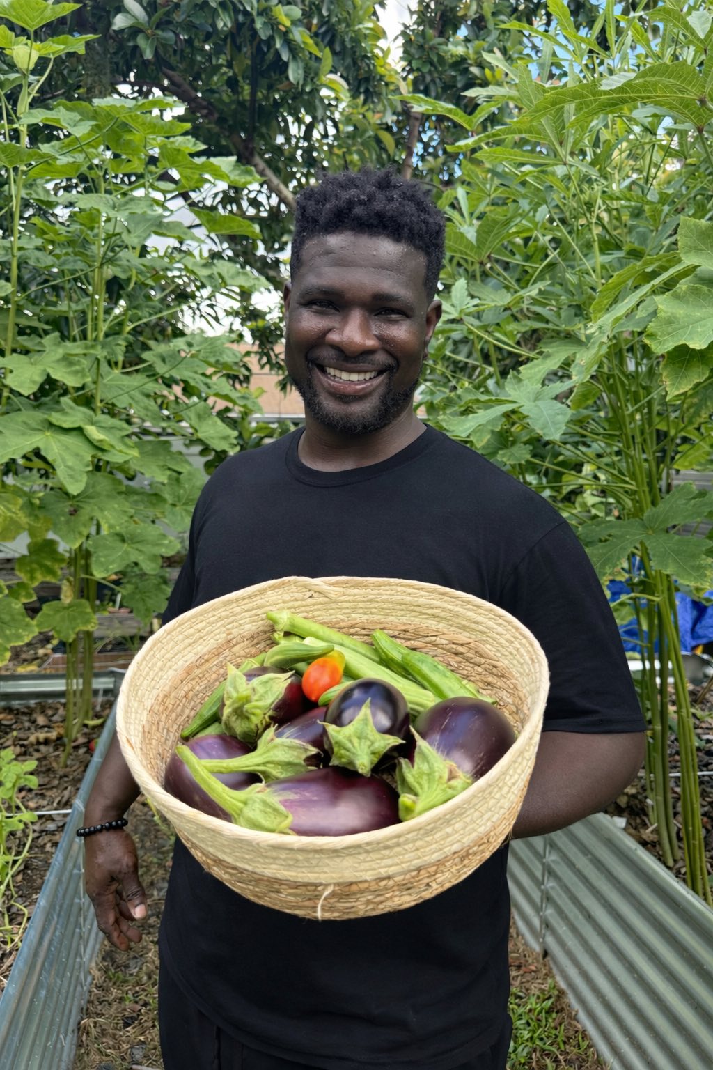 Black Beauty Eggplant Seeds