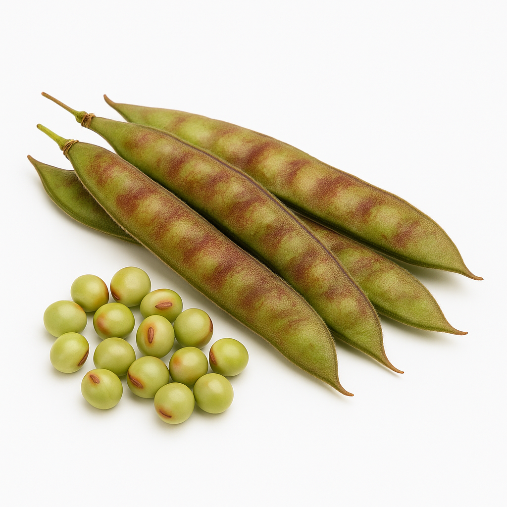 Pigeon Pea Seeds