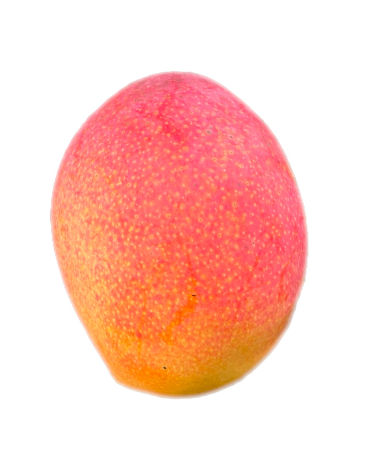 Pearl Mango Seeds- Origin. Australia