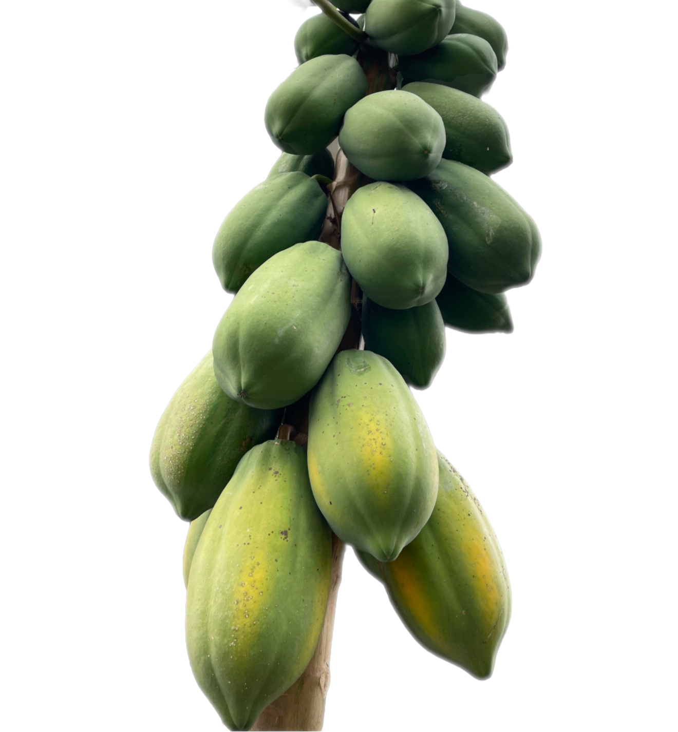 Papaya Seeds