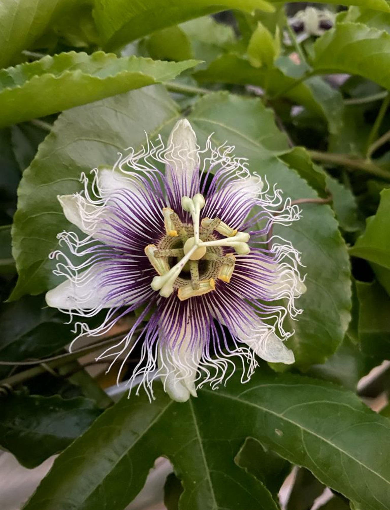 Purple Possum Passion Fruit Seeds