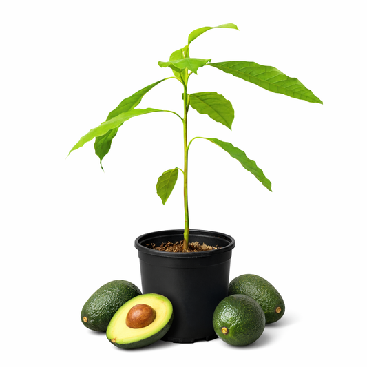 Avocado Seedling Tree