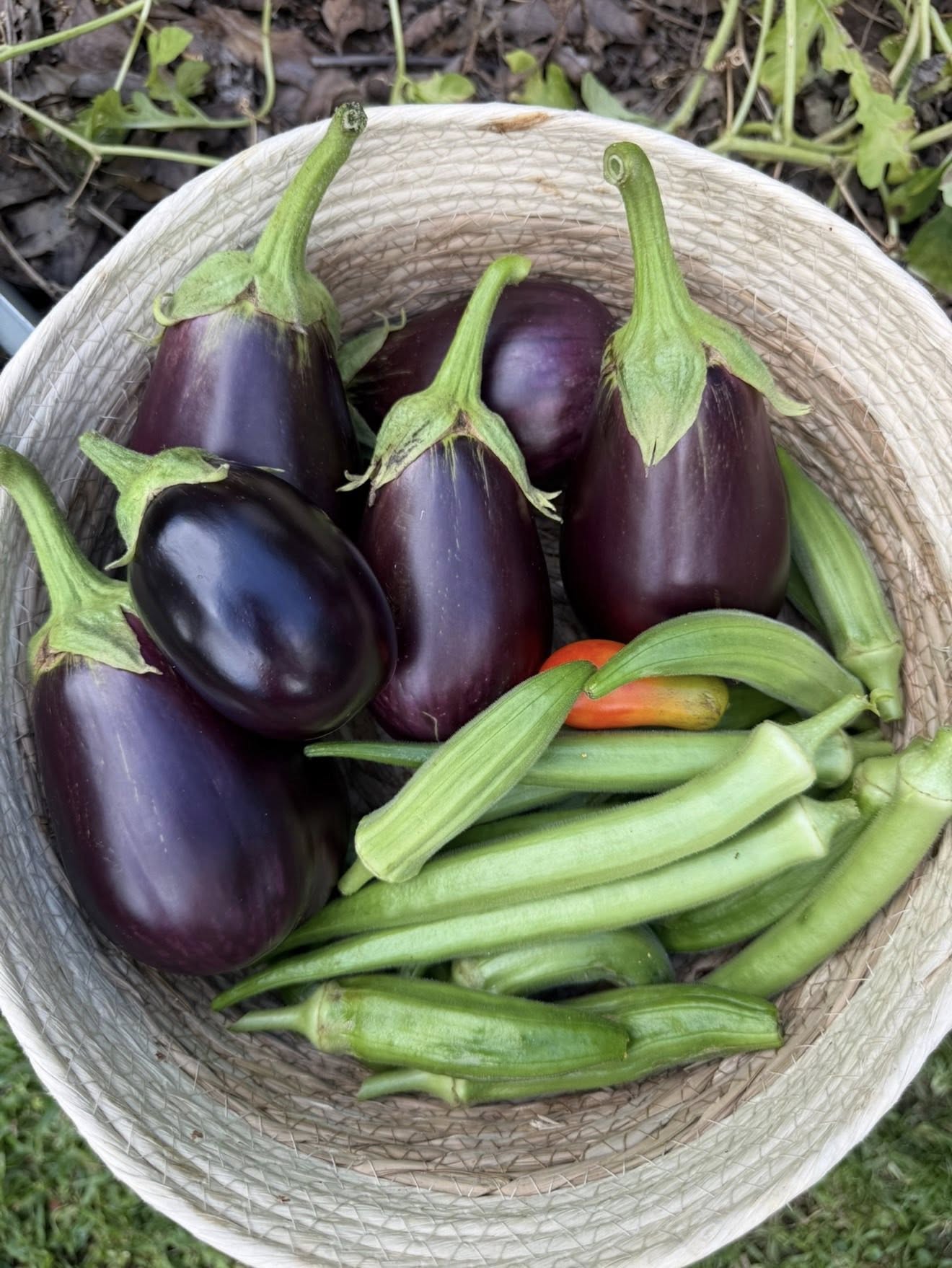 Black Beauty Eggplant Seeds