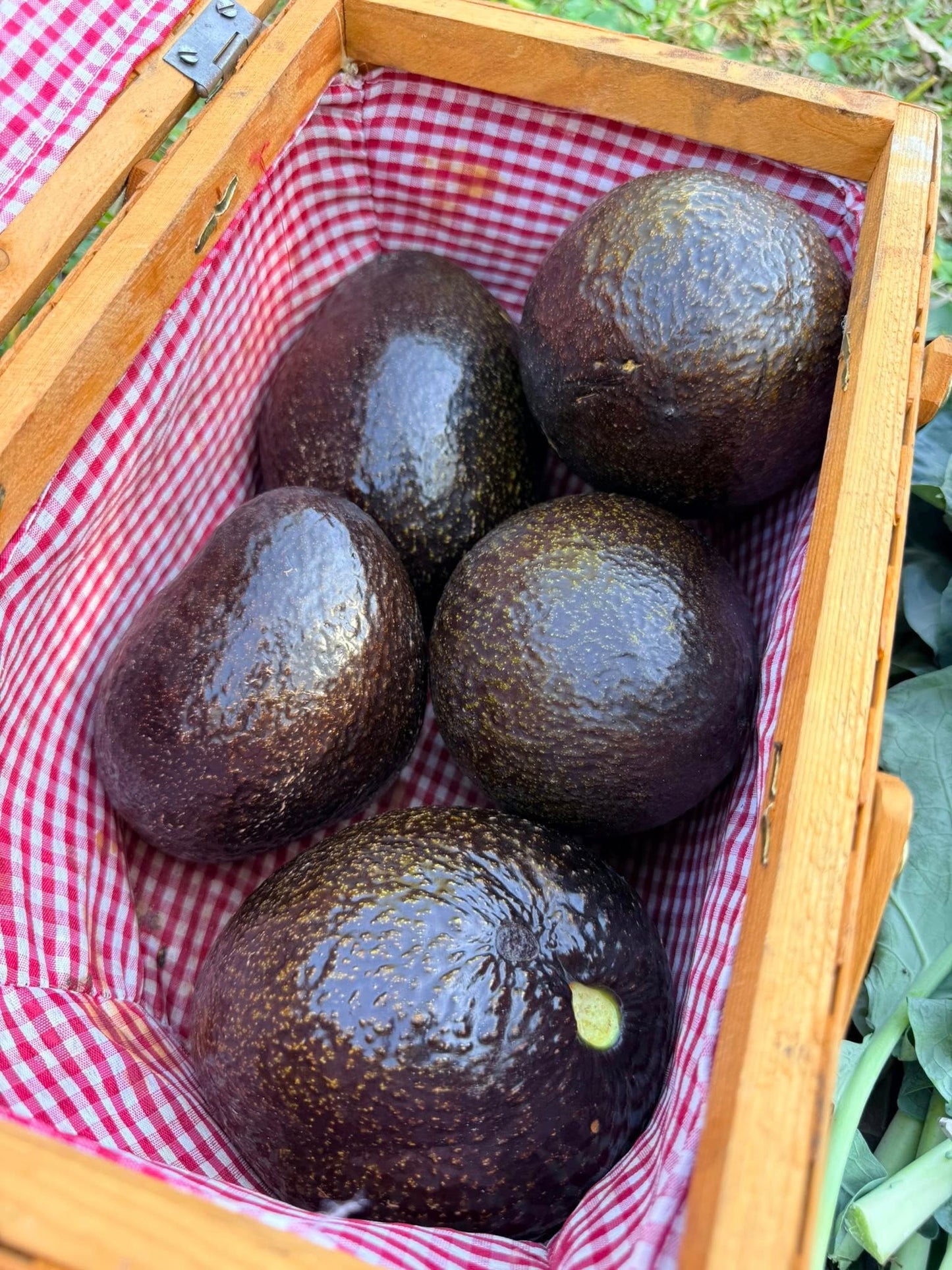 Oro Negro Avocado Seeds – Rare Black Gold Variety