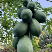 Papaya Seeds