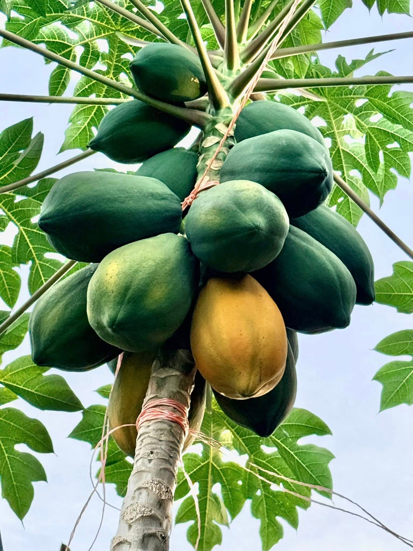 Papaya Seeds