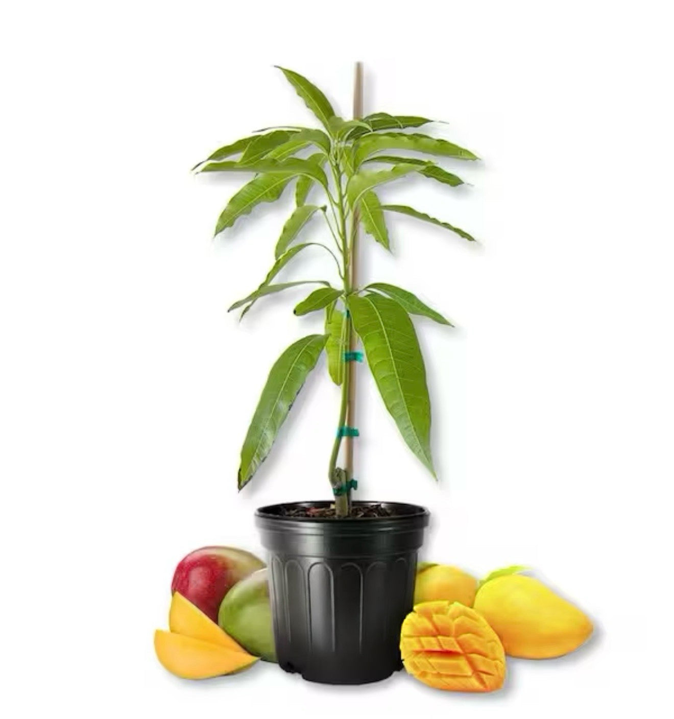 Air-Layered Mango Tree (Already Fruiting)